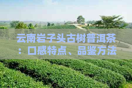 云南岩子头古树普洱茶：口感特点、品鉴方法与适合的饮用场景解析