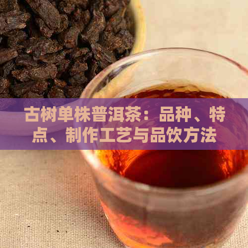 古树单株普洱茶：品种、特点、制作工艺与品饮方法的全面解析