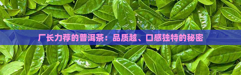 厂长力荐的普洱茶：品质越、口感独特的秘密