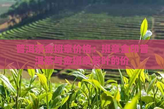 普洱茶金班章价格：班章金印普洱茶与金班章茶叶的价