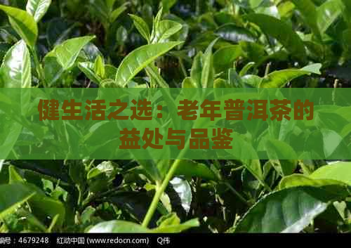 健生活之选：老年普洱茶的益处与品鉴