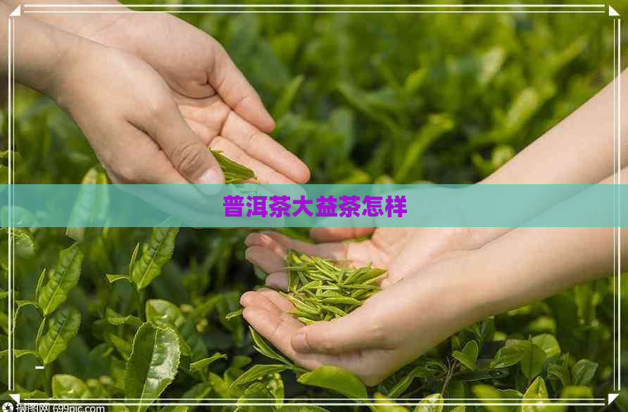 普洱茶大益茶怎样