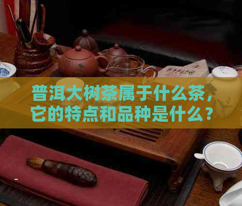 普洱大树茶属于什么茶，它的特点和品种是什么？