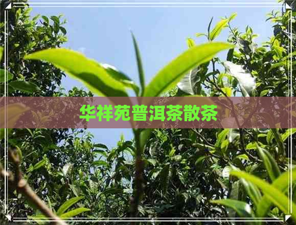 华祥苑普洱茶散茶