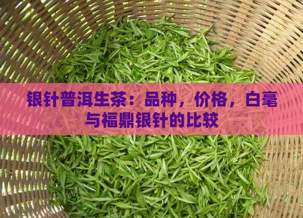 银针普洱生茶：品种，价格，白毫与福鼎银针的比较