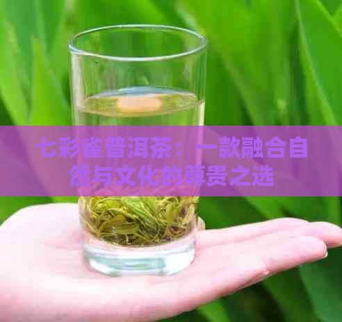 七彩雀普洱茶：一款融合自然与文化的尊贵之选