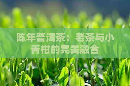 陈年普洱茶：老茶与小青柑的完美融合