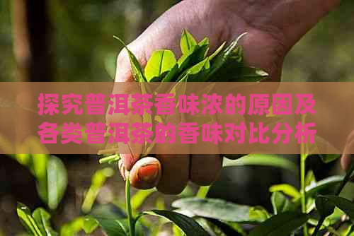 探究普洱茶香味浓的原因及各类普洱茶的香味对比分析