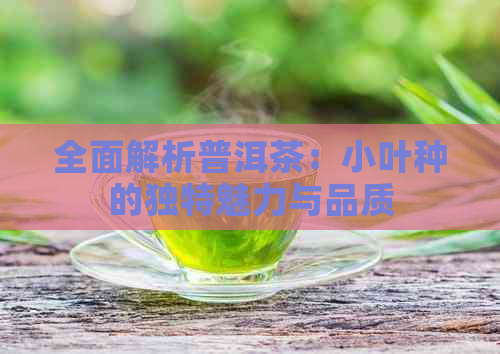 全面解析普洱茶：小叶种的独特魅力与品质