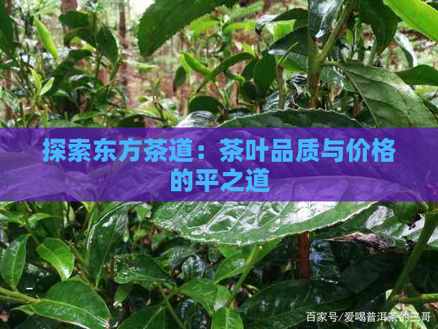 探索东方茶道：茶叶品质与价格的平之道