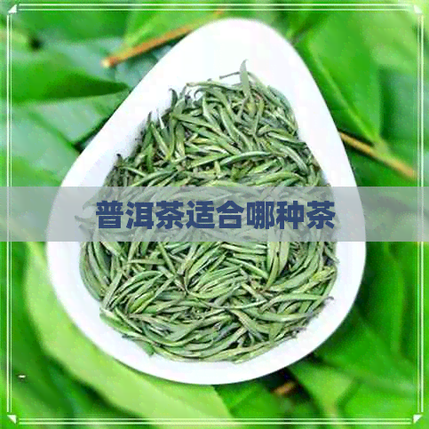 普洱茶适合哪种茶