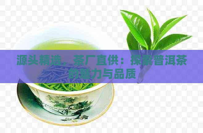 源头精选，茶厂直供：探索普洱茶的魅力与品质