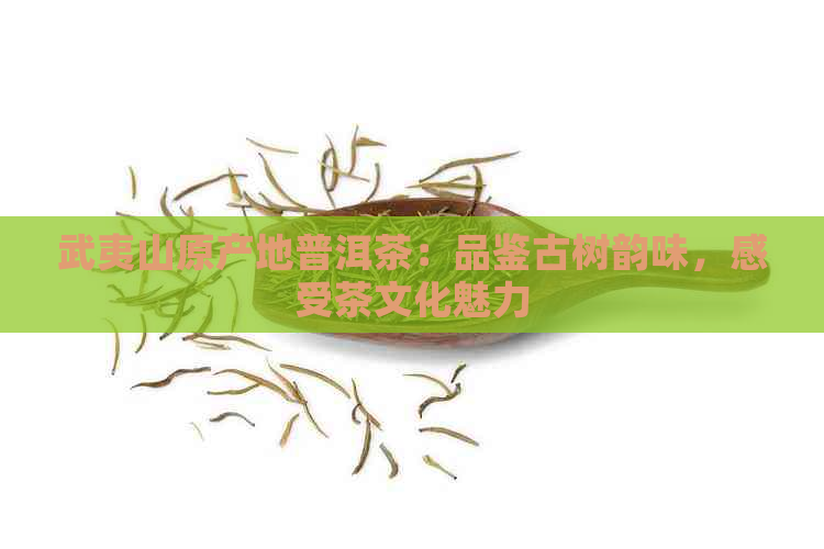 武夷山原产地普洱茶：品鉴古树韵味，感受茶文化魅力