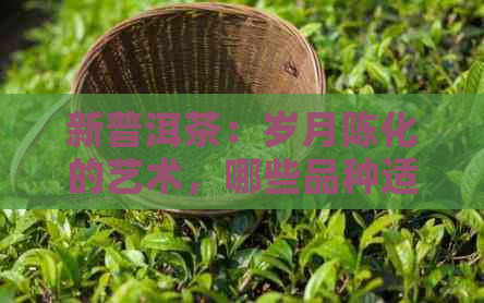 新普洱茶：岁月陈化的艺术，哪些品种适合长时间存放并逐年升值？