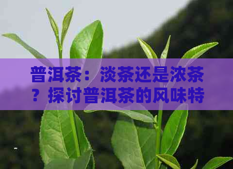 普洱茶：淡茶还是浓茶？探讨普洱茶的风味特性