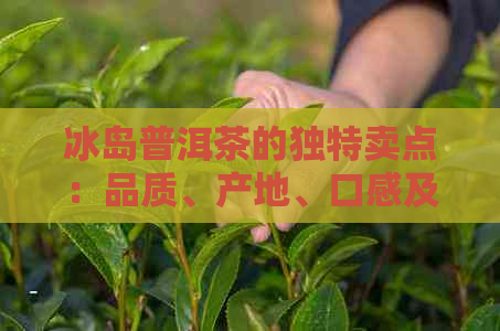 冰岛普洱茶的独特卖点：品质、产地、口感及选购指南