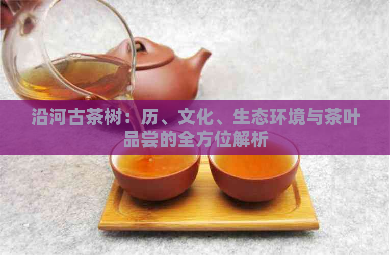 沿河古茶树：历、文化、生态环境与茶叶品尝的全方位解析