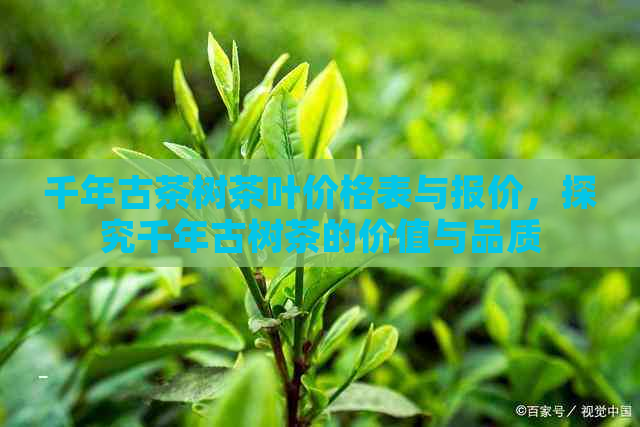 千年古茶树茶叶价格表与报价，探究千年古树茶的价值与品质