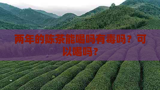 两年的陈茶能喝吗有吗？可以喝吗？