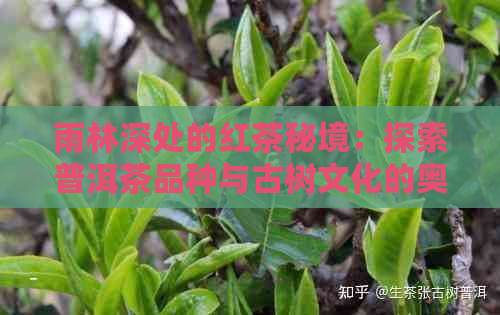 雨林深处的红茶秘境：探索普洱茶品种与古树文化的奥秘