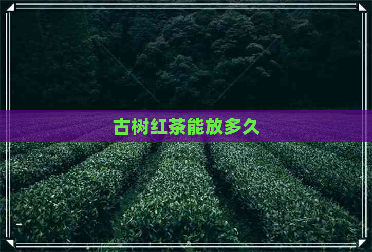 古树红茶能放多久