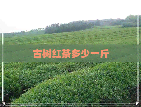 古树红茶多少一斤