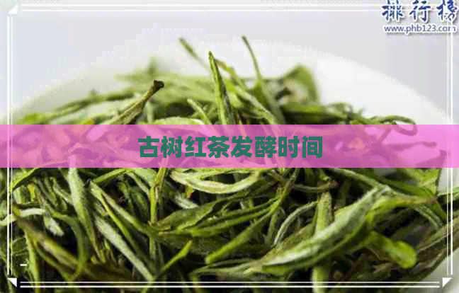 古树红茶发酵时间