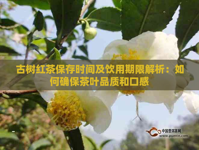 古树红茶保存时间及饮用期限解析：如何确保茶叶品质和口感