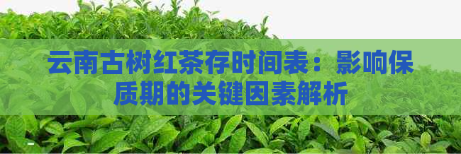 云南古树红茶存时间表：影响保质期的关键因素解析