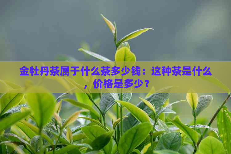 金牡丹茶属于什么茶多少钱：这种茶是什么，价格是多少？