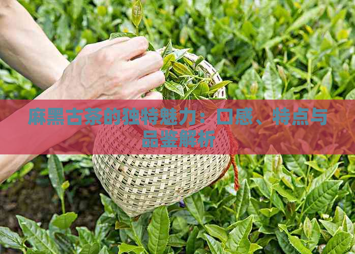 麻黑古茶的独特魅力：口感、特点与品鉴解析