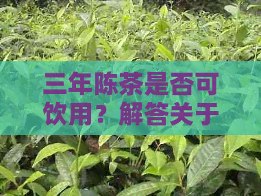 三年陈茶是否可饮用？解答关于陈年茶叶品质、保存和品饮的全面问题