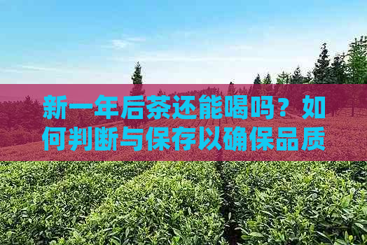 新一年后茶还能喝吗？如何判断与保存以确保品质不受影响？