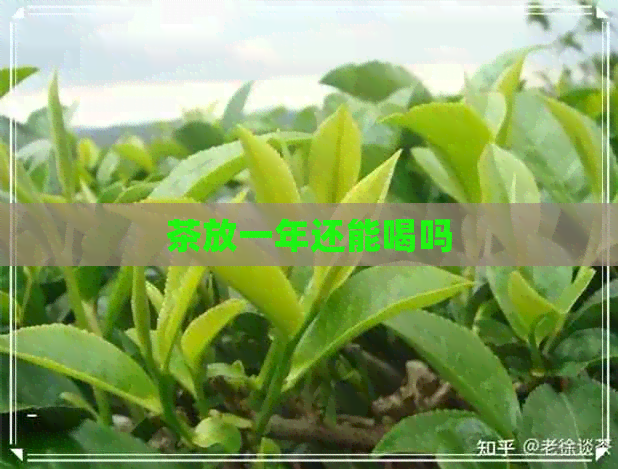 茶放一年还能喝吗