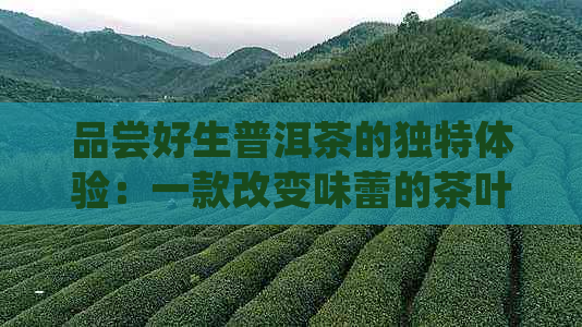 品尝好生普洱茶的独特体验：一款改变味蕾的茶叶之旅