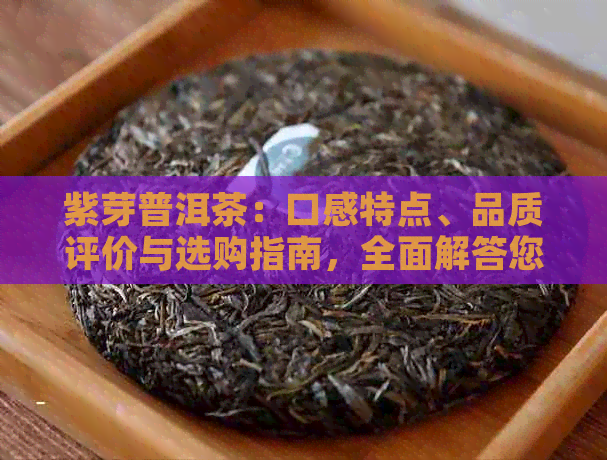 紫芽普洱茶：口感特点、品质评价与选购指南，全面解答您的疑问