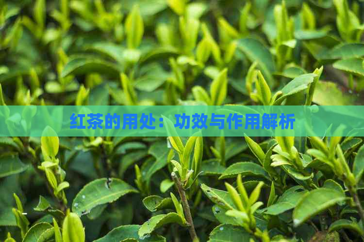 红茶的用处：功效与作用解析