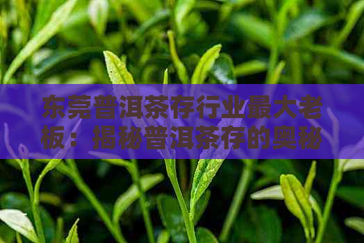 东莞普洱茶存行业更大老板：揭秘普洱茶存的奥秘与创新