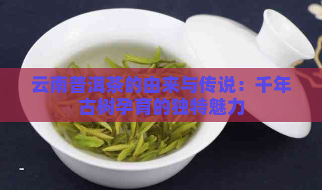 云南普洱茶的由来与传说：千年古树孕育的独特魅力