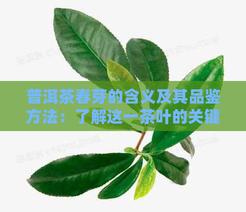 普洱茶春芽的含义及其品鉴方法：了解这一茶叶的关键要点