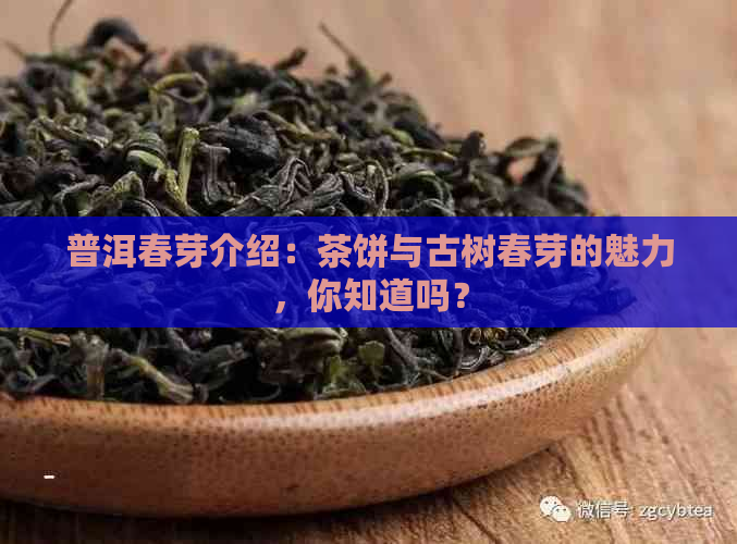 普洱春芽介绍：茶饼与古树春芽的魅力，你知道吗？