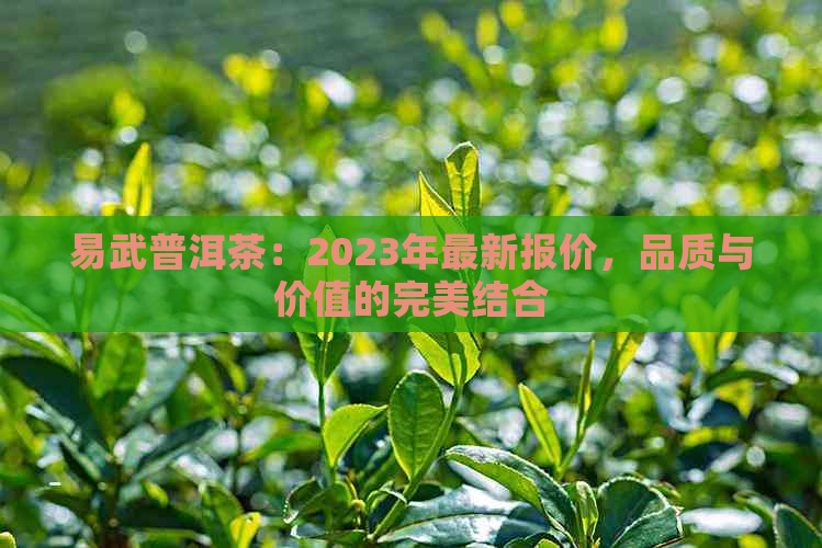 易武普洱茶：2023年最新报价，品质与价值的完美结合