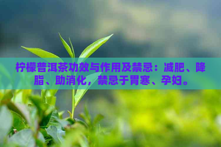 柠檬普洱茶功效与作用及禁忌：减肥、降脂、助消化，禁忌于胃寒、孕妇。