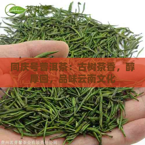 同庆号普洱茶：古树茶香，醇厚回，品味云南文化