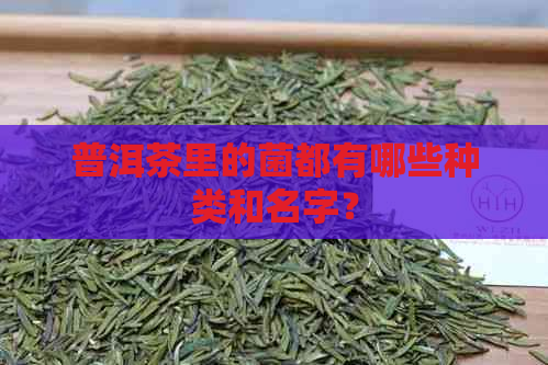 普洱茶里的菌都有哪些种类和名字？