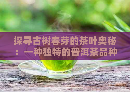 探寻古树春芽的茶叶奥秘：一种独特的普洱茶品种