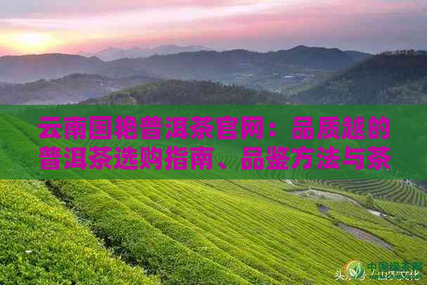 云南国艳普洱茶官网：品质越的普洱茶选购指南、品鉴方法与茶叶种类详解