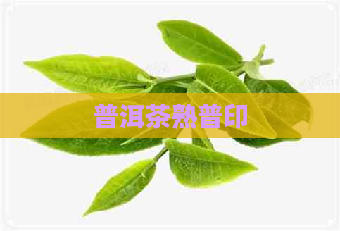 普洱茶熟普印