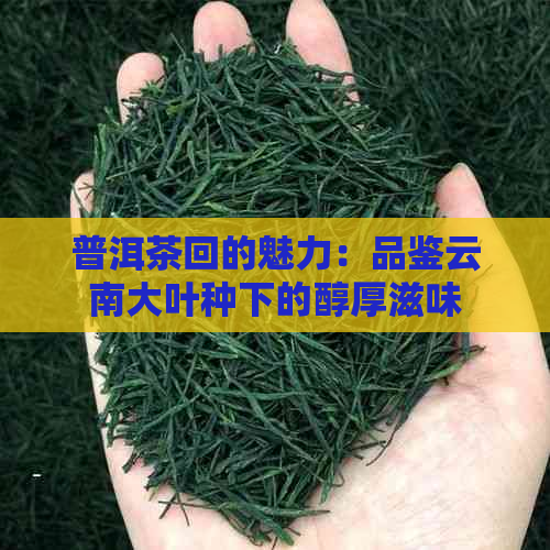 普洱茶回的魅力：品鉴云南大叶种下的醇厚滋味