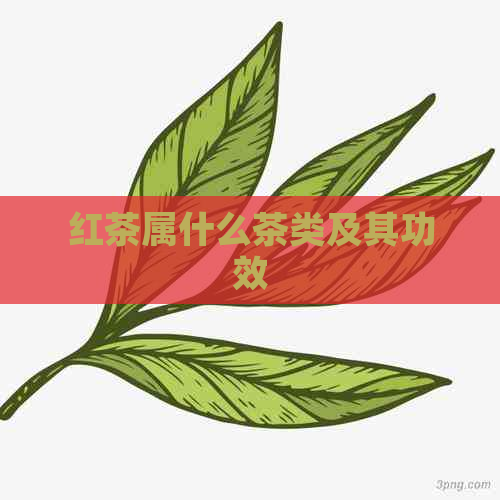 红茶属什么茶类及其功效